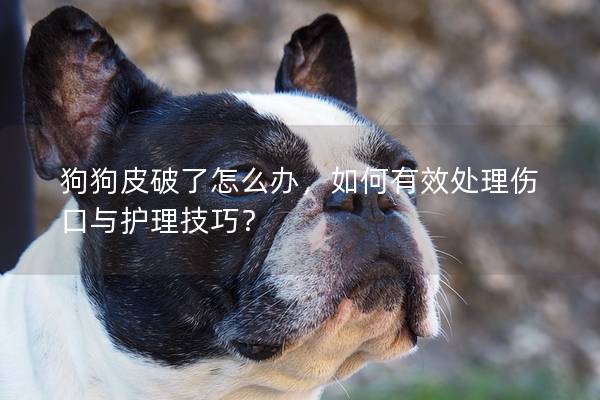 狗狗皮破了怎么办，如何有效处理伤口与护理技巧？