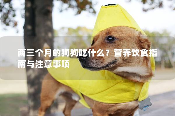 两三个月的狗狗吃什么？营养饮食指南与注意事项