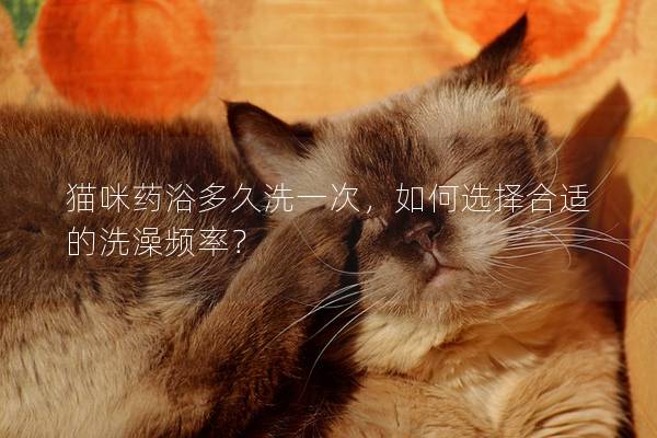 猫咪药浴多久洗一次，如何选择合适的洗澡频率？