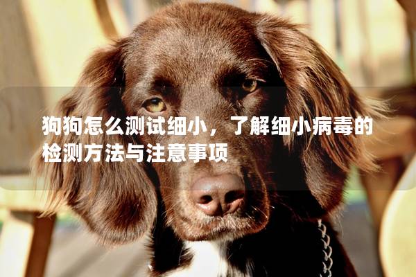 狗狗怎么测试细小，了解细小病毒的检测方法与注意事项