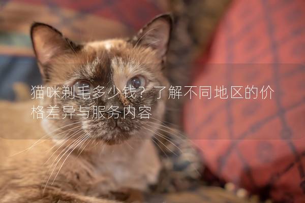 猫咪剃毛多少钱？了解不同地区的价格差异与服务内容