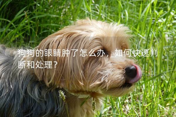 狗狗的眼睛肿了怎么办，如何快速判断和处理？