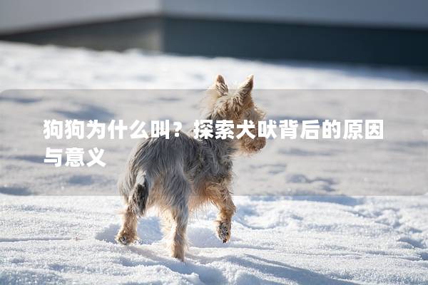 狗狗为什么叫？探索犬吠背后的原因与意义