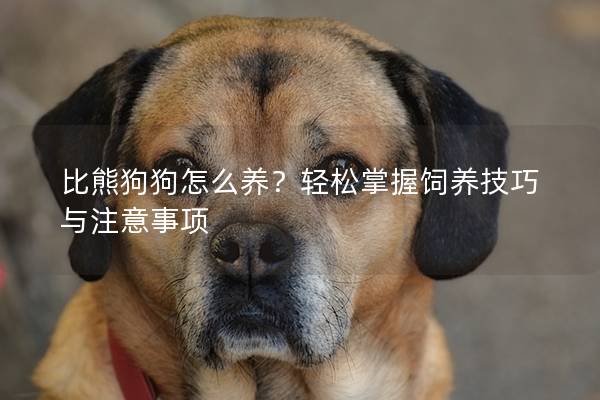 比熊狗狗怎么养？轻松掌握饲养技巧与注意事项
