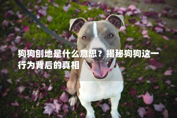 狗狗刨地是什么意思？揭秘狗狗这一行为背后的真相