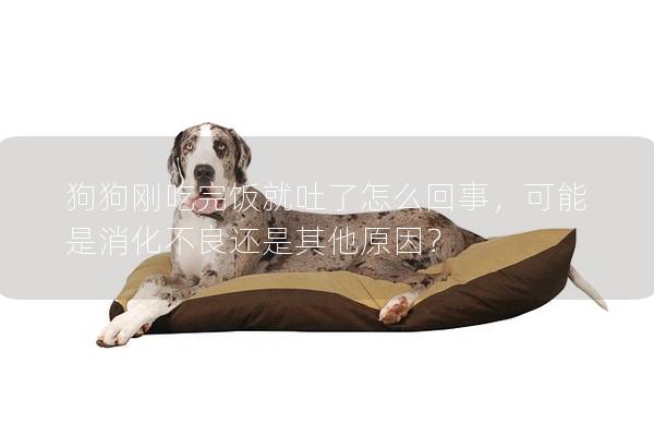 狗狗刚吃完饭就吐了怎么回事，可能是消化不良还是其他原因？
