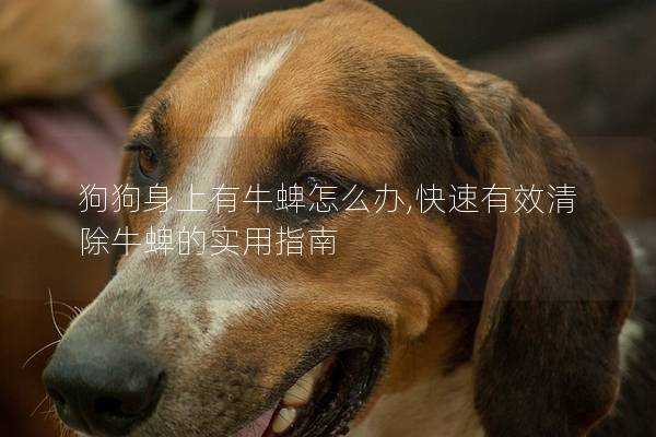 狗狗身上有牛蜱怎么办,快速有效清除牛蜱的实用指南
