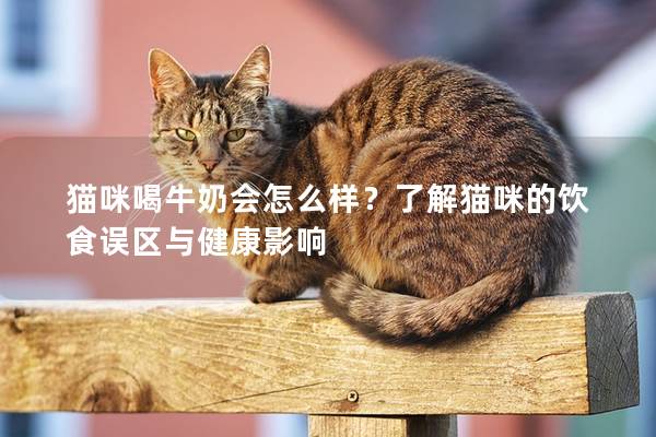 猫咪喝牛奶会怎么样？了解猫咪的饮食误区与健康影响