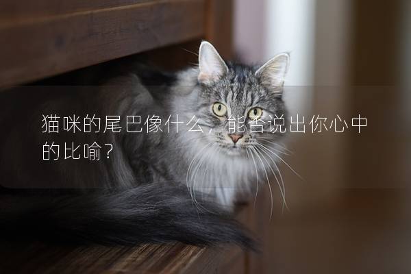 猫咪的尾巴像什么，能否说出你心中的比喻？