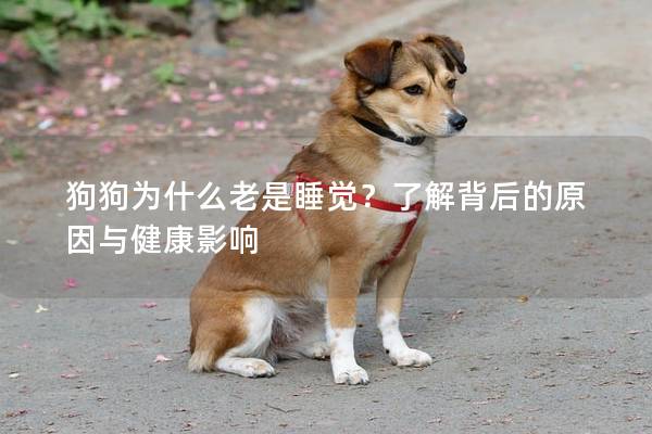 狗狗为什么老是睡觉？了解背后的原因与健康影响