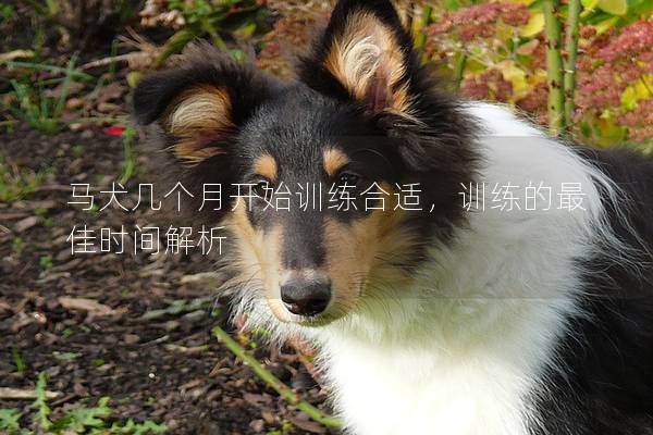 马犬几个月开始训练合适，训练的最佳时间解析