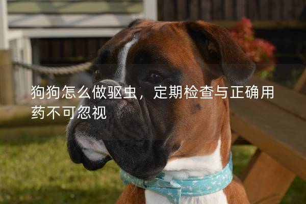 狗狗怎么做驱虫，定期检查与正确用药不可忽视