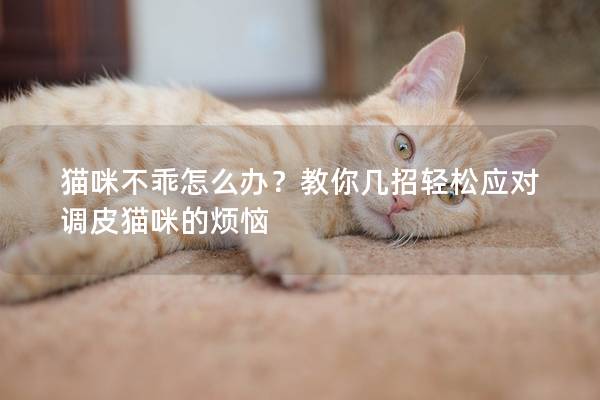 猫咪不乖怎么办？教你几招轻松应对调皮猫咪的烦恼
