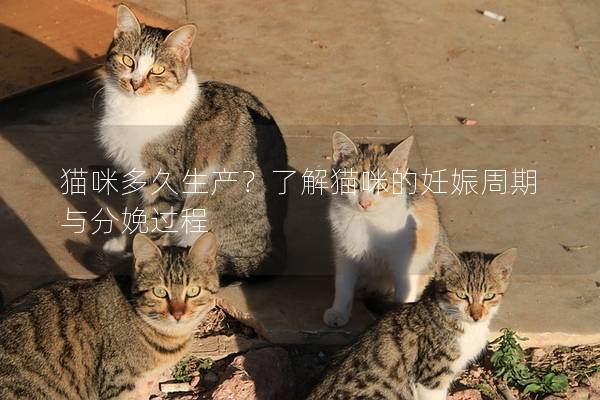 猫咪多久生产？了解猫咪的妊娠周期与分娩过程