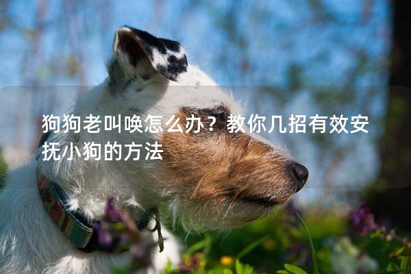 狗狗老叫唤怎么办？教你几招有效安抚小狗的方法