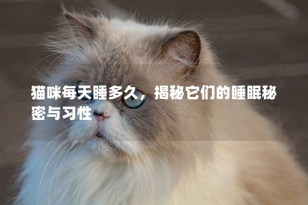 猫咪每天睡多久，揭秘它们的睡眠秘密与习性