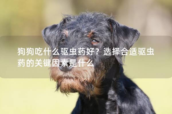 狗狗吃什么驱虫药好？选择合适驱虫药的关键因素是什么