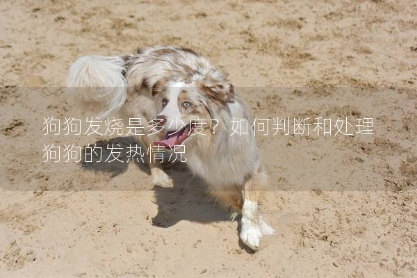狗狗发烧是多少度？如何判断和处理狗狗的发热情况