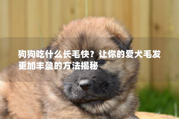 狗狗吃什么长毛快？让你的爱犬毛发更加丰盈的方法揭秘