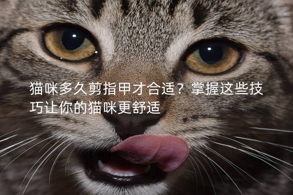 猫咪多久剪指甲才合适？掌握这些技巧让你的猫咪更舒适