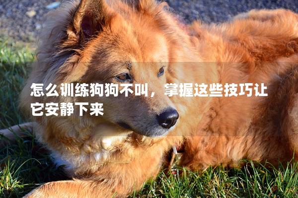 怎么训练狗狗不叫，掌握这些技巧让它安静下来