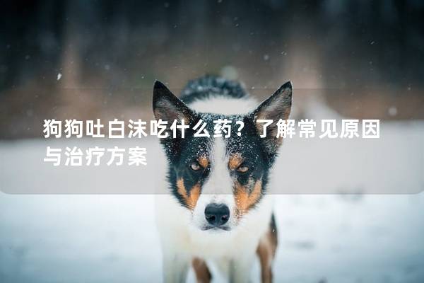 狗狗吐白沫吃什么药？了解常见原因与治疗方案
