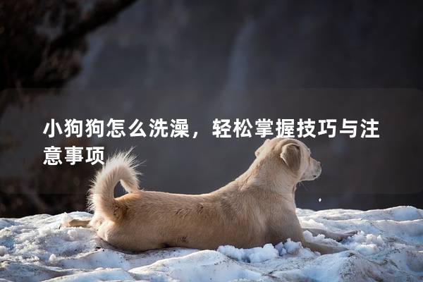 小狗狗怎么洗澡，轻松掌握技巧与注意事项