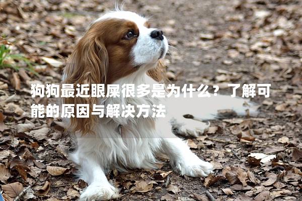 狗狗最近眼屎很多是为什么？了解可能的原因与解决方法