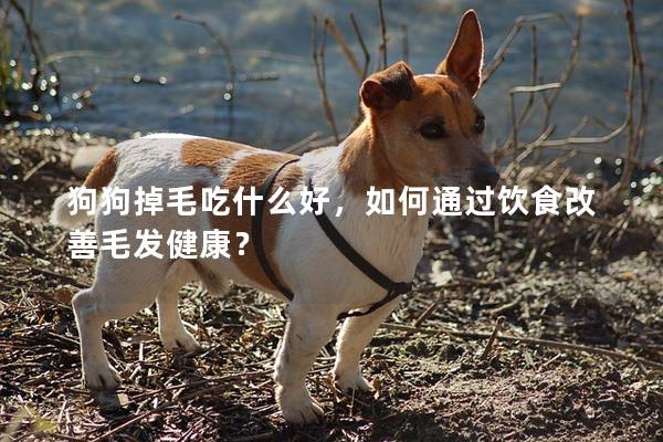 狗狗掉毛吃什么好，如何通过饮食改善毛发健康？