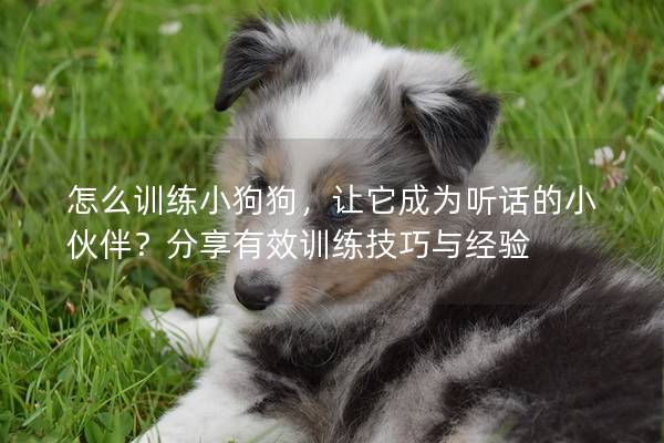 怎么训练小狗狗，让它成为听话的小伙伴？分享有效训练技巧与经验