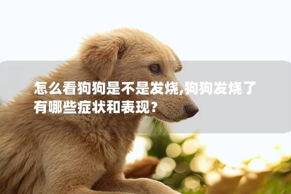 怎么看狗狗是不是发烧,狗狗发烧了有哪些症状和表现？