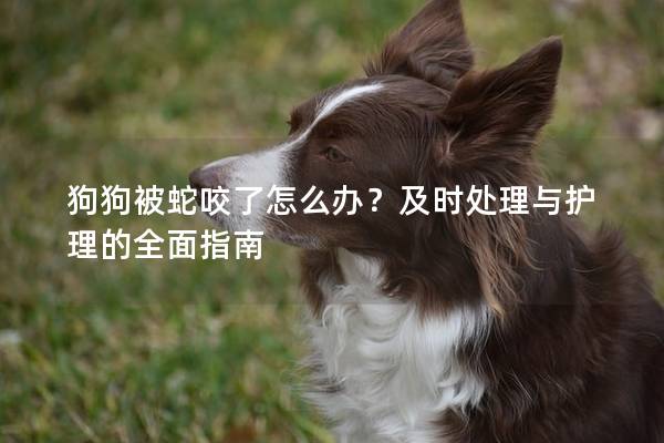 狗狗被蛇咬了怎么办？及时处理与护理的全面指南