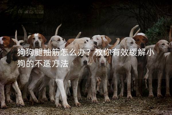 狗狗腿抽筋怎么办？教你有效缓解小狗的不适方法