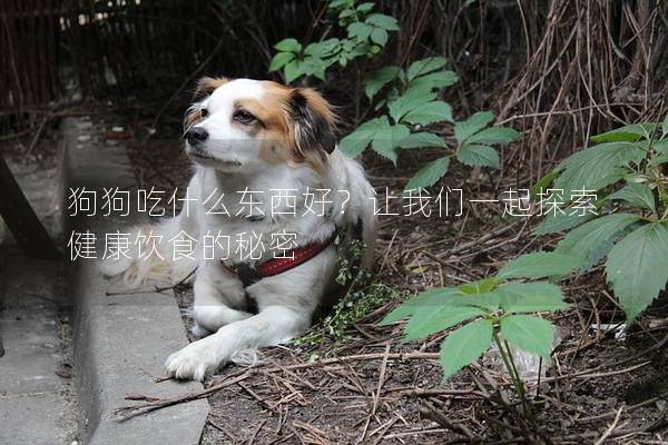狗狗吃什么东西好？让我们一起探索健康饮食的秘密