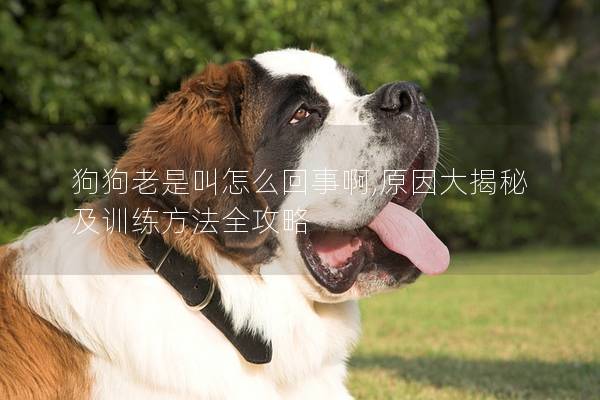 狗狗老是叫怎么回事啊,原因大揭秘及训练方法全攻略