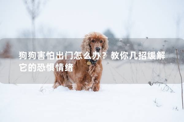 狗狗害怕出门怎么办？教你几招缓解它的恐惧情绪