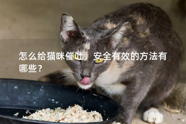 怎么给猫咪催吐，安全有效的方法有哪些？