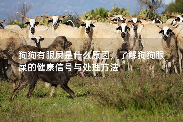狗狗有眼屎是什么原因，了解狗狗眼屎的健康信号与处理方法
