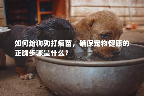 如何给狗狗打疫苗，确保宠物健康的正确步骤是什么？
