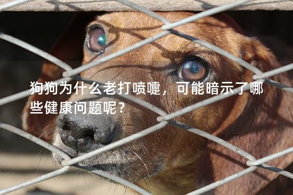 狗狗为什么老打喷嚏，可能暗示了哪些健康问题呢？