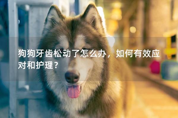 狗狗牙齿松动了怎么办，如何有效应对和护理？