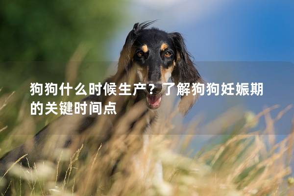 狗狗什么时候生产？了解狗狗妊娠期的关键时间点