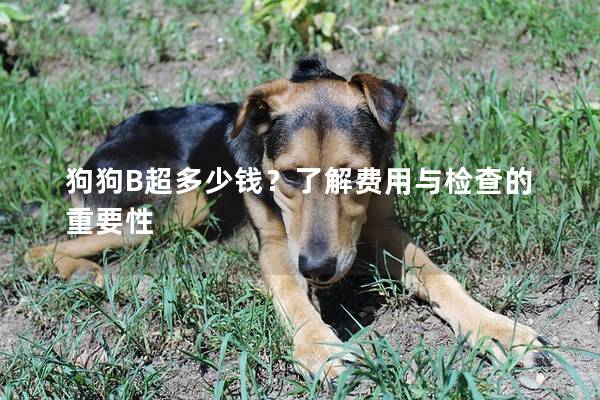 狗狗B超多少钱？了解费用与检查的重要性
