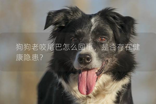 狗狗老咬尾巴怎么回事，是否存在健康隐患？