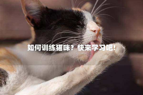 如何训练猫咪？快来学习吧!