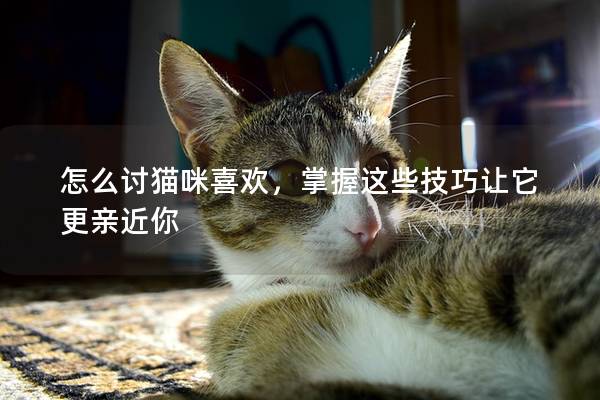 怎么讨猫咪喜欢，掌握这些技巧让它更亲近你