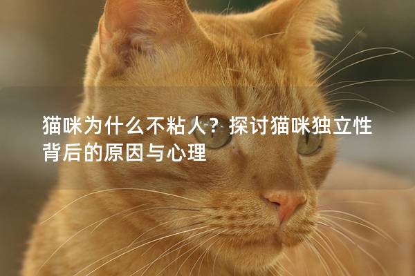 猫咪为什么不粘人？探讨猫咪独立性背后的原因与心理