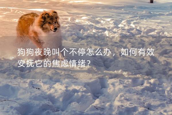 狗狗夜晚叫个不停怎么办，如何有效安抚它的焦虑情绪？
