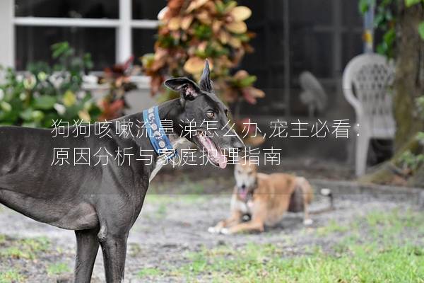 狗狗咳嗽流鼻涕怎么办,宠主必看：原因分析与家庭护理指南