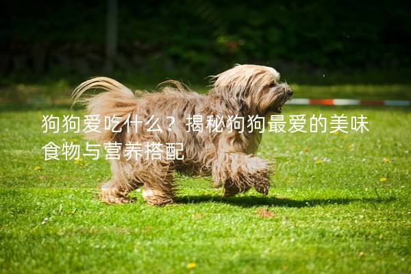 狗狗爱吃什么？揭秘狗狗最爱的美味食物与营养搭配